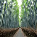 【京都観光】早朝に行きたい！オススメ観光・朝ごはんスポット18選