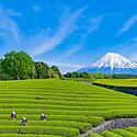 【静岡県】1泊2日モデルコース！人気観光・グルメスポットをご紹介