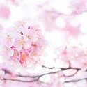 春一番って何？発祥の裏には海難事故があった！？