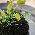 苔盆栽とは？作り方や育て方をご紹介！