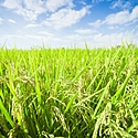 8月1日（八月朔日）の「八朔」とは？～京都の夏の風物詩、祇園の「八朔」～