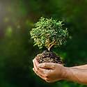 盆栽の植え替えのやり方～時期や方法を動画付きで解説！～