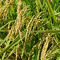 風祭（風まつり）とは？時期や目的を解説！各地に残る風神信仰