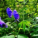 狂言「附子（ぶす）」のあらすじと見どころは？教科書でもお馴染みの物語