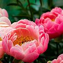 世阿弥の名言「秘すれば花」とは？『風姿花伝』や意味についてご紹介！